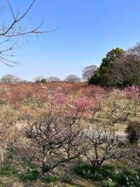 Osaka Castle