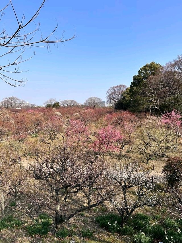 Osaka Castle