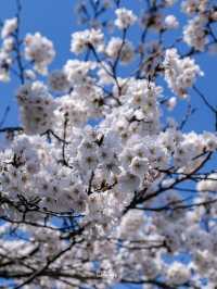 🌸พาชมซากุระสวยๆริมคลอง Matsukawa เมืองโทยาม่า