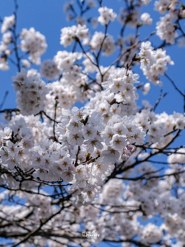 🌸พาชมซากุระสวยๆริมคลอง Matsukawa เมืองโทยาม่า