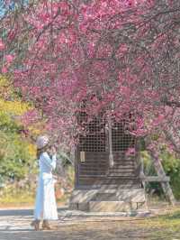 【兵庫】絶景の梅スポット🌸💕