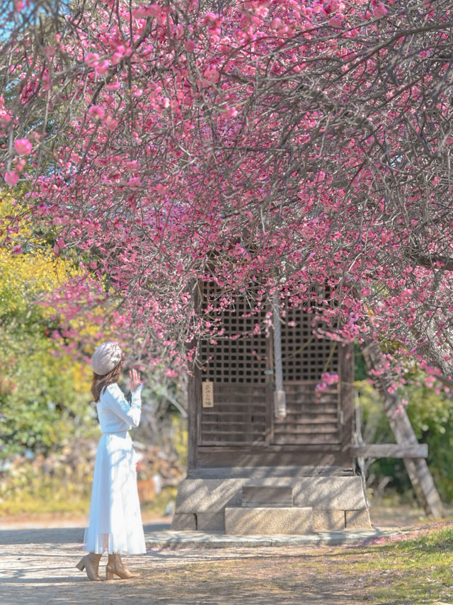 【兵庫】絶景の梅スポット🌸💕