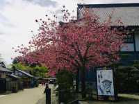 Edo Wonderland, Nikko – A Springtime Time Travel