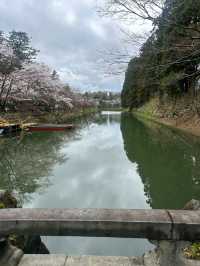 Sakura Flowers in Hirosaki Park: A Spectacular Springtime View