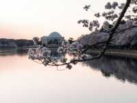 Washington, D.C.: A Capital in Full Bloom