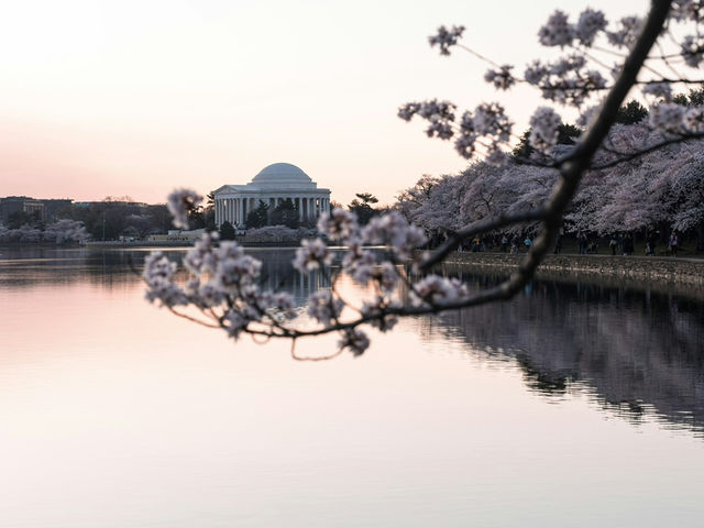 Washington, D.C.: A Capital in Full Bloom