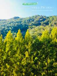 A Breath of Fresh Air at Jangtaesan Natural Recreational Forest