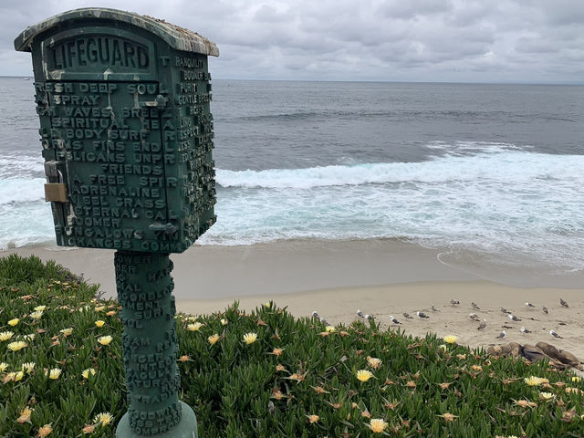 A Moody Magic Day in La Jolla: Seals, Seagulls, and Serene Beauty