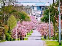Cherry Blossom Helensburge 