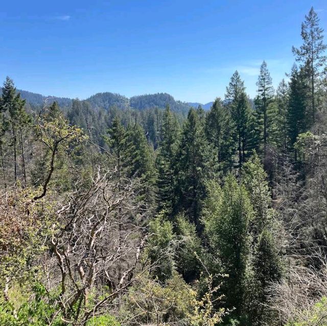 Armstrong Redwoods State Natural Reserve – Guerneville, CA