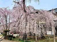 Chill Blossoms and Temple 