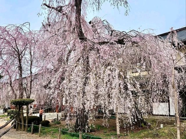 Chill Blossoms and Temple 