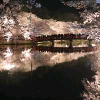 Cherry Blossom Magic After Dark