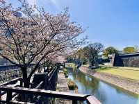Riverside Reverie: A Sakura Stroll to Kumamoto Castle