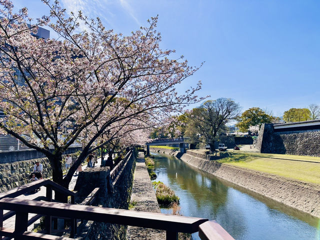 Riverside Reverie: A Sakura Stroll to Kumamoto Castle