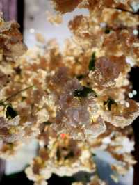 Hidden Sakura Haven – Yamazakiyama Park’s Blooming Secret