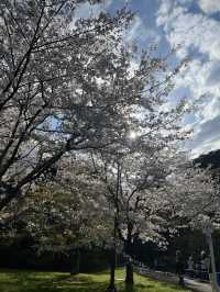🏞️【皇居春日限定開放】趕上滿開櫻花×最後開放日！東京市中心的賞櫻驚喜體驗 🌸