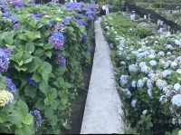 台北｜陽明山繡球花季起跑 一個月花期限定絕美花海