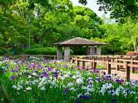 Maizuru Castle Park – A Serene Historical Escape in Kofu