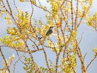 Desert Wonders: Hiking the Hidden Valley Trail in Joshua Tree