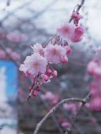 大阪飛去日本東北賞櫻: 一目千木櫻 