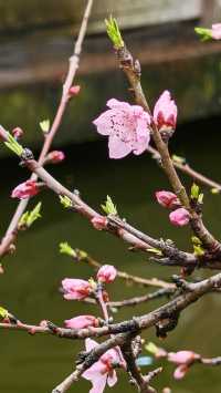 Spring at People’s Park, Chongqing🌳🌸