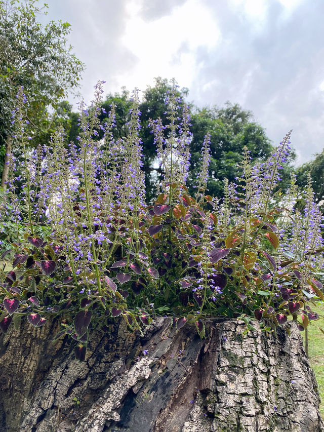 香港｜自然教育，野餐🧺，狗狗遊樂好去處.
