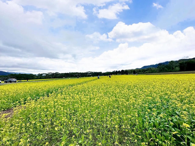 花蓮｜大農大富平地森林園區