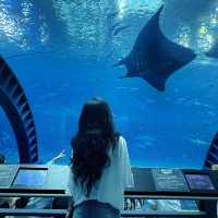 日本沖繩火爆🔥的水族館分享