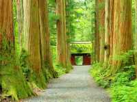 🌲 大自然と歴史の宝庫！四季を味わう癒しの長野県