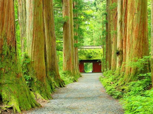 🌲 大自然と歴史の宝庫！四季を味わう癒しの長野県