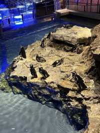 東京墨田水族館｜企鵝控不能錯過的城市療癒角落