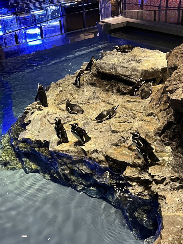 東京墨田水族館｜企鵝控不能錯過的城市療癒角落
