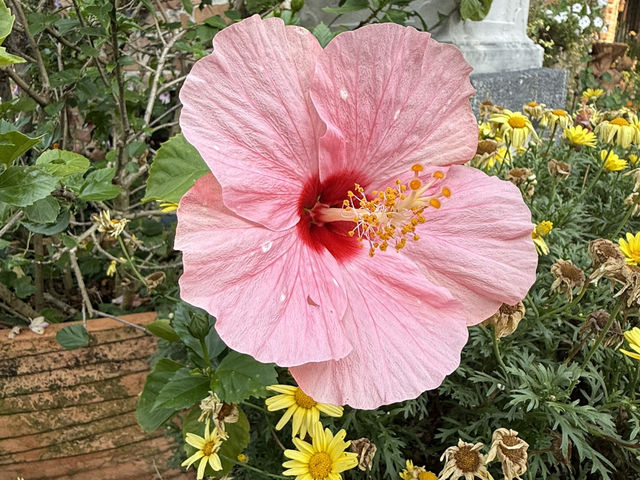 南投市｜文心園·花園咖啡