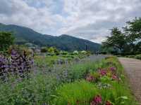 2-Day Fujikawaguchiko Tour: Explore Fuji-Q Highland and the Scenic Four Lakes