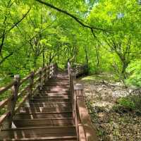 Forest Trails