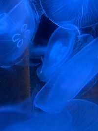 新潟市にある「マリンピア日本海」は、日本海側最大級の水族館