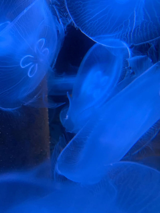 新潟市にある「マリンピア日本海」は、日本海側最大級の水族館