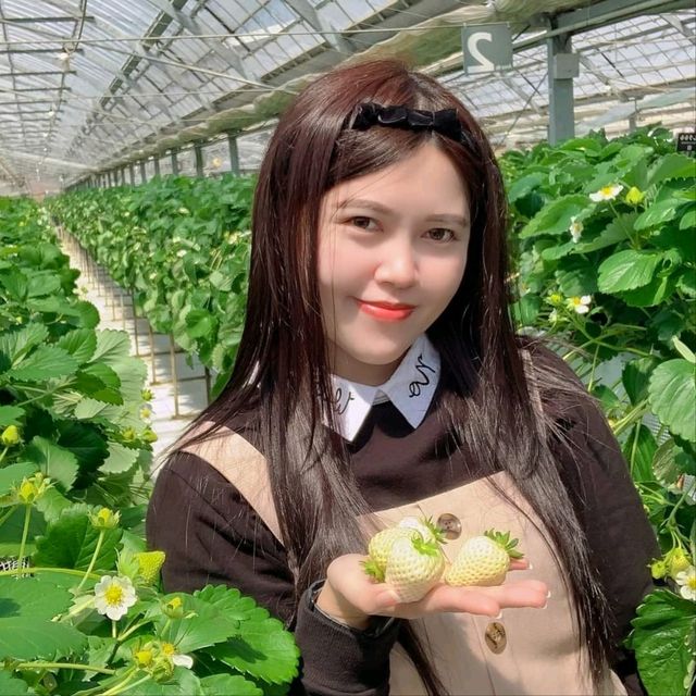 กินสตอร์เบอรี่สีขาวแบบบุฟเฟ่ต์ที่Tsujiguchi Farm