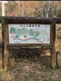 【まるでジブリの世界🌲丸山公園“トトロの森”で紅葉トンネル散歩】