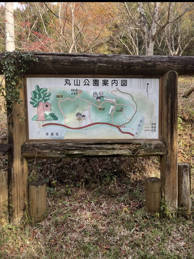 【まるでジブリの世界🌲丸山公園“トトロの森”で紅葉トンネル散歩】