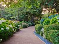 Hydrangea festival at Jangsaengpo Whale museum