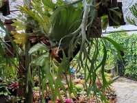 古晋香兰静室 (Green Cottage)： 隐匿花园里的家