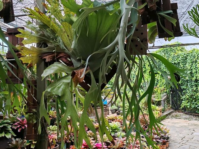 古晋香兰静室 (Green Cottage)： 隐匿花园里的家