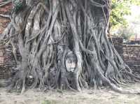 🌿 Whispers of the Past at Wat Mahathat, Ayutthaya