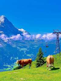 สวิตเซอร์แลนด์🇨🇭
