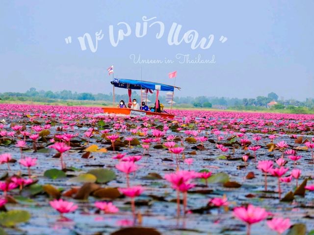 ทะเลบัวแดง อ.กุมภวาปี จ.อุดรธานี