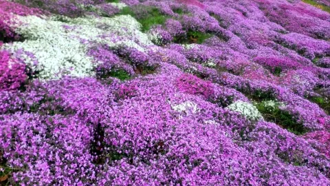 메반베츠와 몬베츠 공항으로 1박2일 홋카이도여행~! — traveler post in 몬베쓰