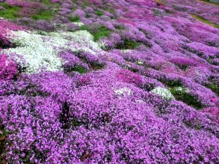 2 days and 1 night Hokkaido trip to Mebanbetsu and Monbetsu Airport~!