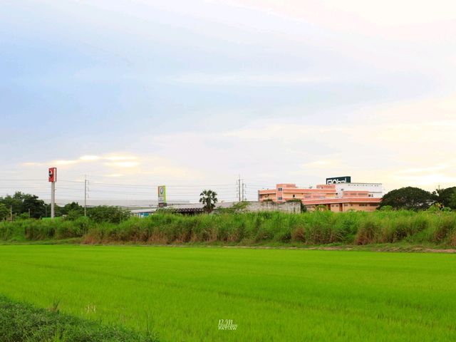 จุดชมวิวดงตาลสามโคก ที่เที่ยวปทุมธานี